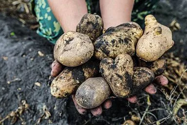 Ранние сорта картофеля начали убирать в Липецкой области