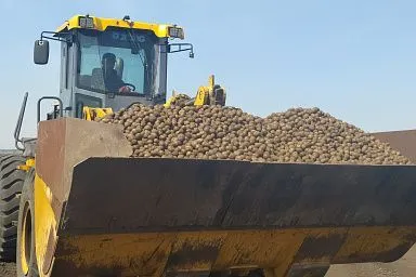 В Красноярском крае начали действовать новые направления поддержки овощеводов