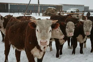 Агропромышленный комплекс Красноярского края получит около 10 млрд рублей