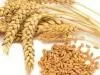 В Саратовской области за 2020 год проконтролировано более 1 миллиона тонн зерна и продуктов его переработки, предназначенного для экспорта