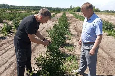 В Кожевниковском районе Томской области открылся сезон сбора жимолости