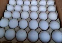 Видео: Россельхознадзор проконтролировал очередные поставки турецких пищевых яиц в Россию