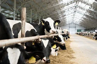 Объём реализации молока в сельхозорганизациях вырос на 2,6%