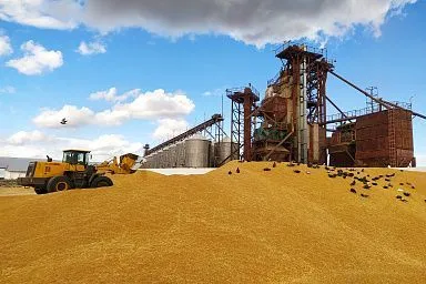 Аграриям Красноярского края возместят затраты на производство зерновых