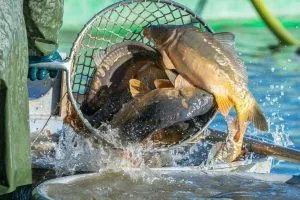 Согласован ветеринарный сертификат для экспорта живых водных животных из России в Таиланд